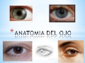 Anatomia del ojo